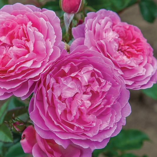 Rosa 'Orchid Romance' FL - 3 gallon