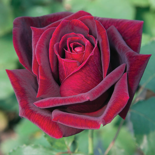 Papa Meilland® Hybrid Tea Rose #3