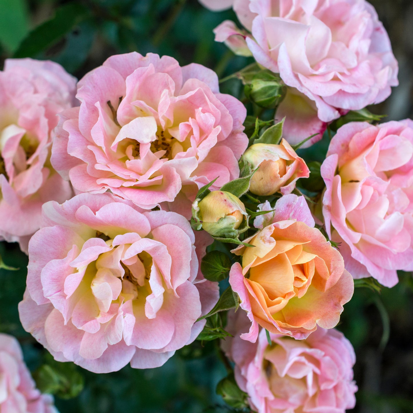 Peach Drift® Groundcover Rose #3