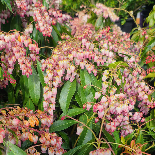 Pieris 'Katsura' - 1 gallon