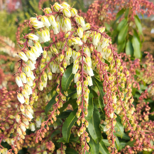 Pieris 'Mountain Fire' - 7 gallon