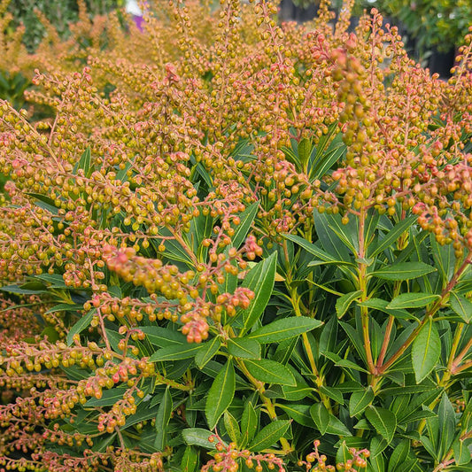 Pieris 'Prelude' - 1 gallon