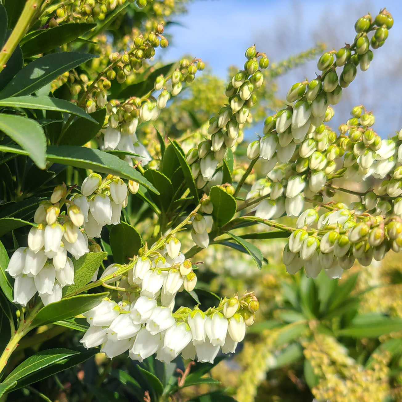 Pieris 'Prelude' - 1 gallon