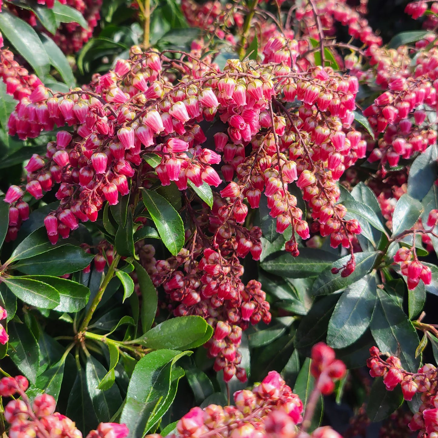 Pieris 'Valley Valentine' - 3 gallon