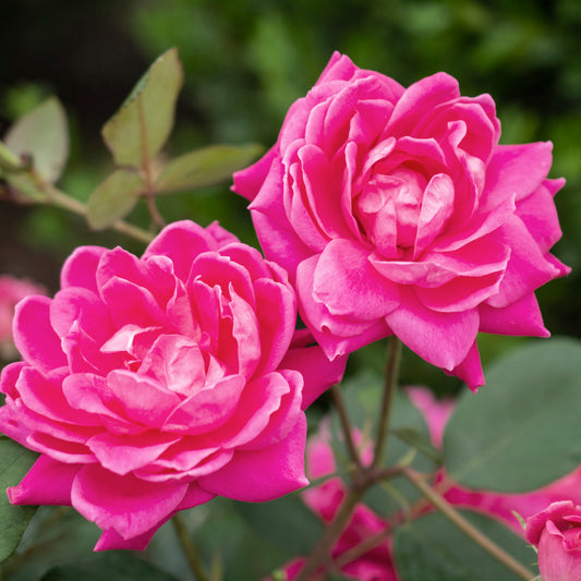 Pink Double Knock Out® Shrub Rose #3