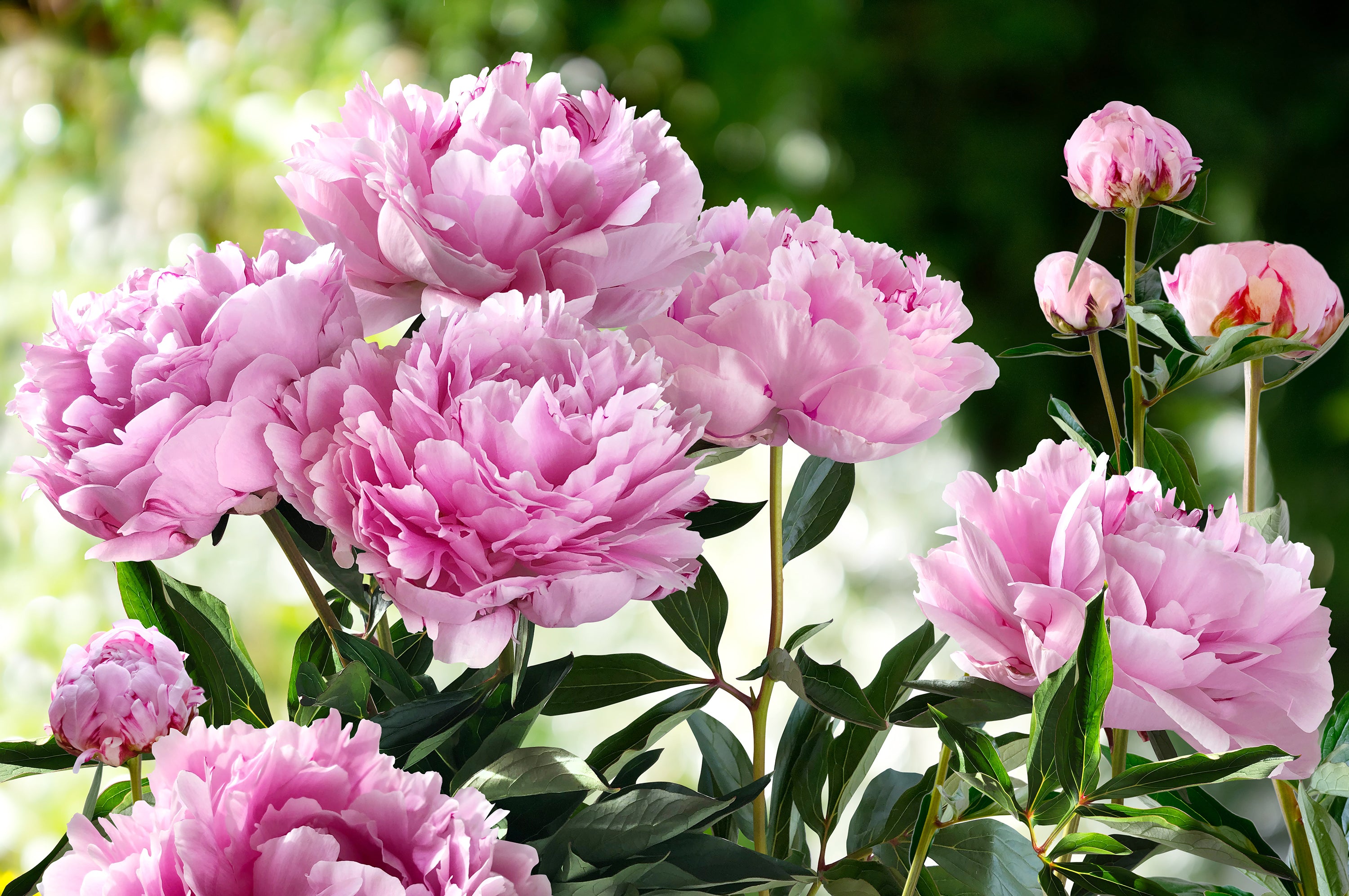 Peonies – Farmington Learn how to grow peonies in Canada with ease—from planting to preserving their stunning blooms