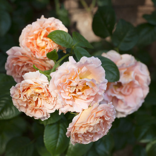 Polka™ Climbing Rose #3