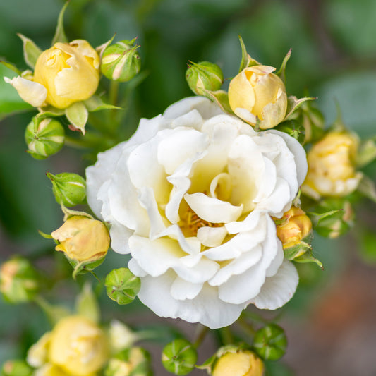 Popcorn Drift® Groundcover Rose #3