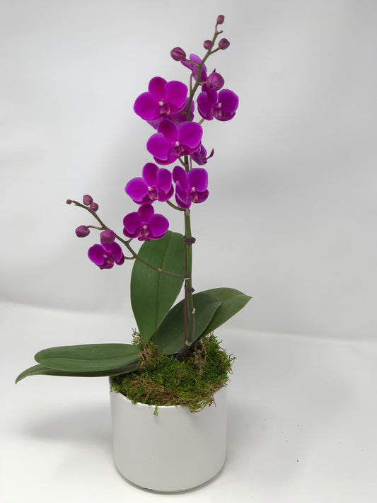 Potted Phalaenopsis Orchid - Mini