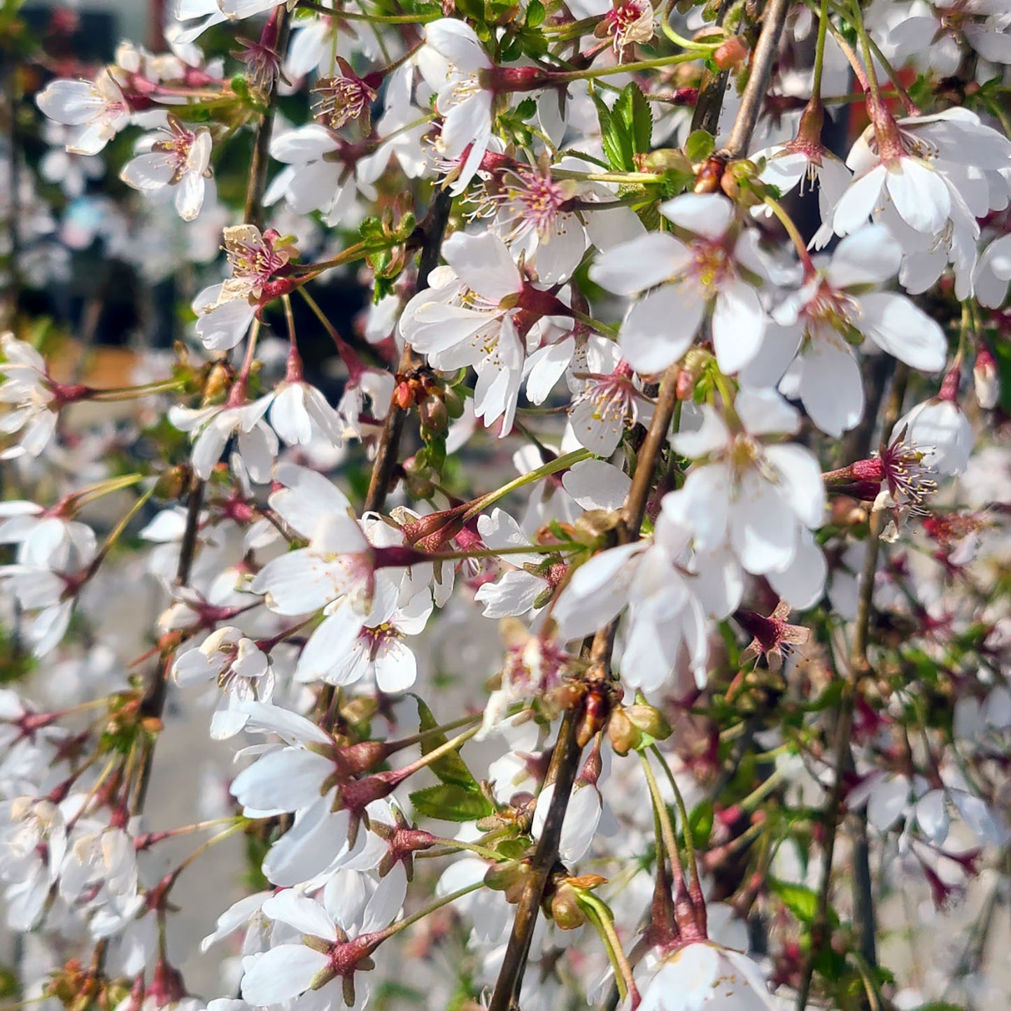 Prunus 'Snofozam' - 5 gallon