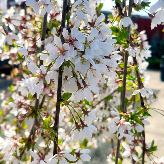 Prunus 'Snofozam' - 5 gallon