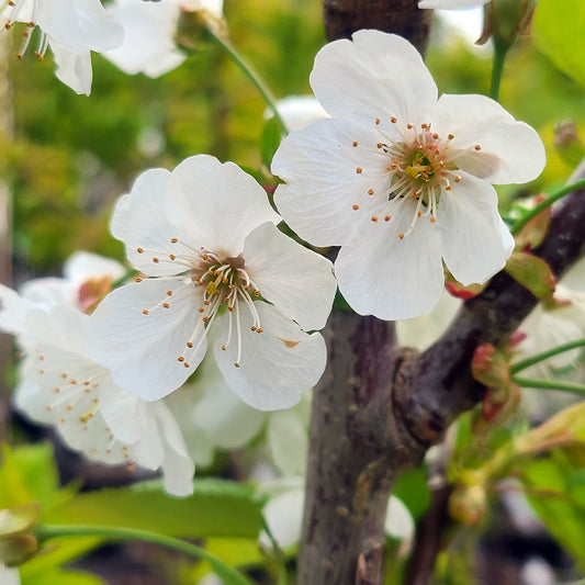 Prunus 'Stella' - 5 gallon