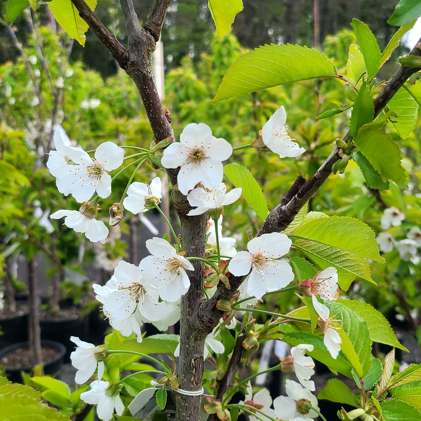 Prunus 'Montmorency' - 5 gallon