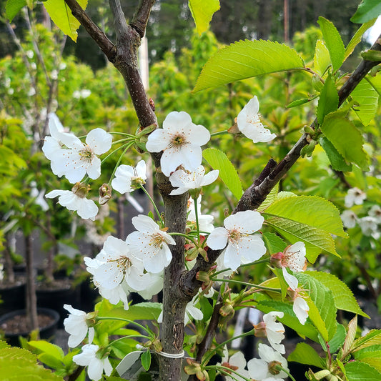 Prunus 'Montmorency' - 5 gallon