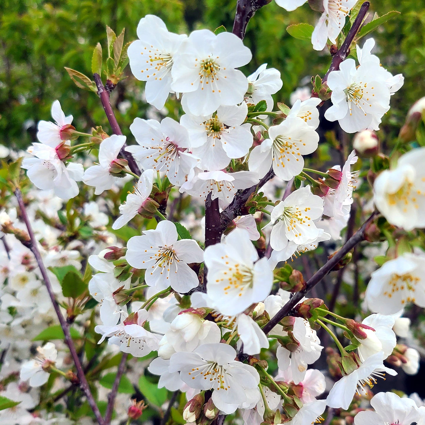 Prunus 'Montmorency' - 5 gallon