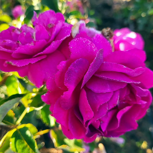 Rosa 'Purple Aura' FL - 3 gallon