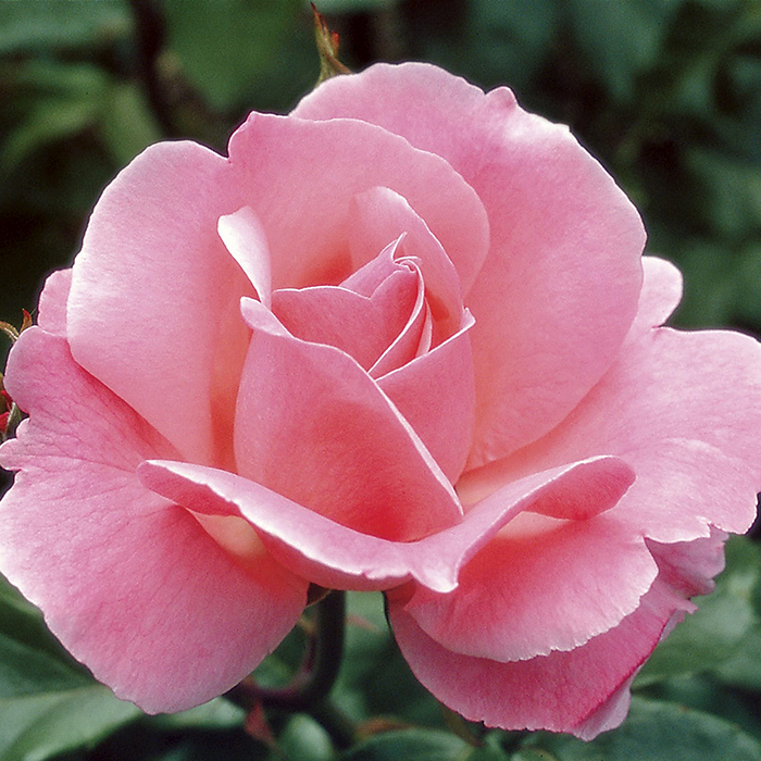 Rosa 'Queen Elizabeth' GR - 3 gallon