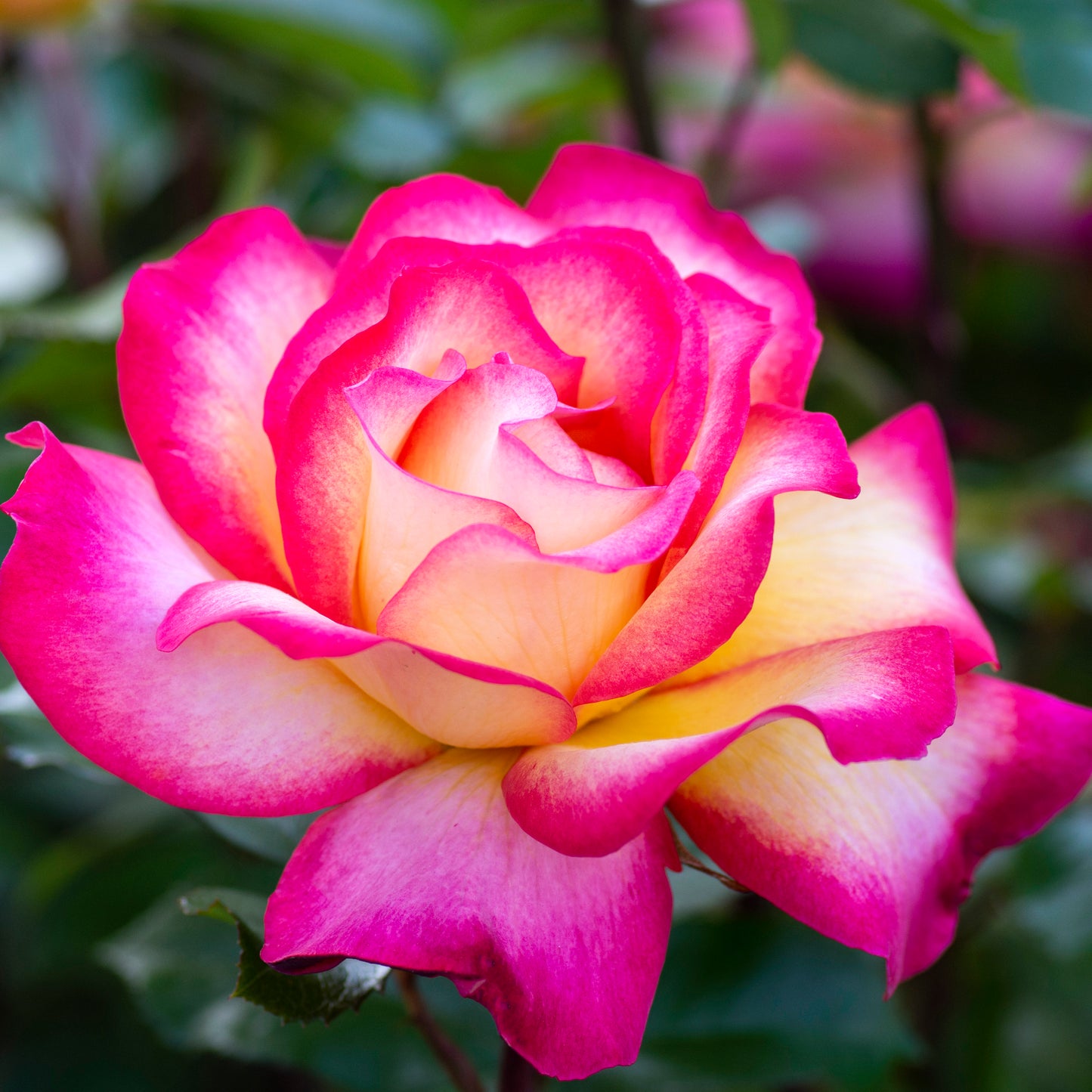 Rainbow Sorbet™ Floribunda Rose #3