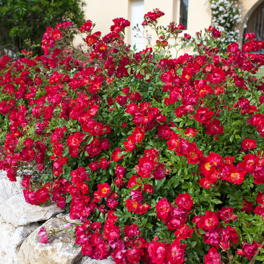 Rosa 'Red Drift' GC - 3 gallon