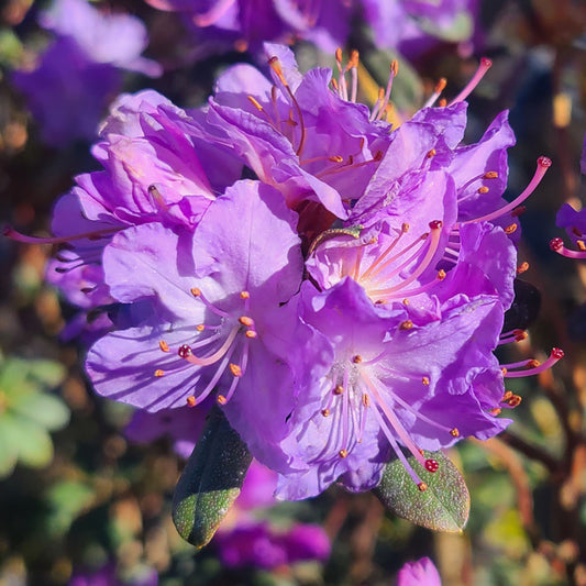 Rhododendron 'Blue Diamond' - 5 gallon