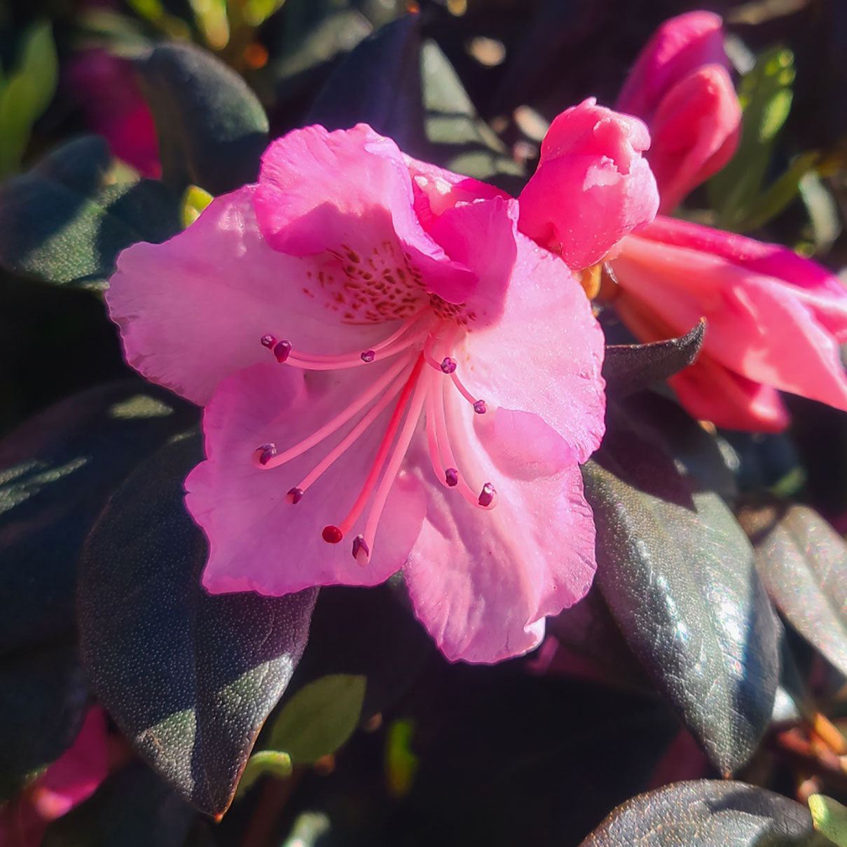 Rhododendron 'Bubblegum' - 5 gallon