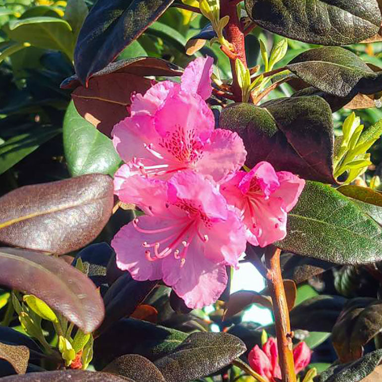 Rhododendron 'Bubblegum' - 5 gallon