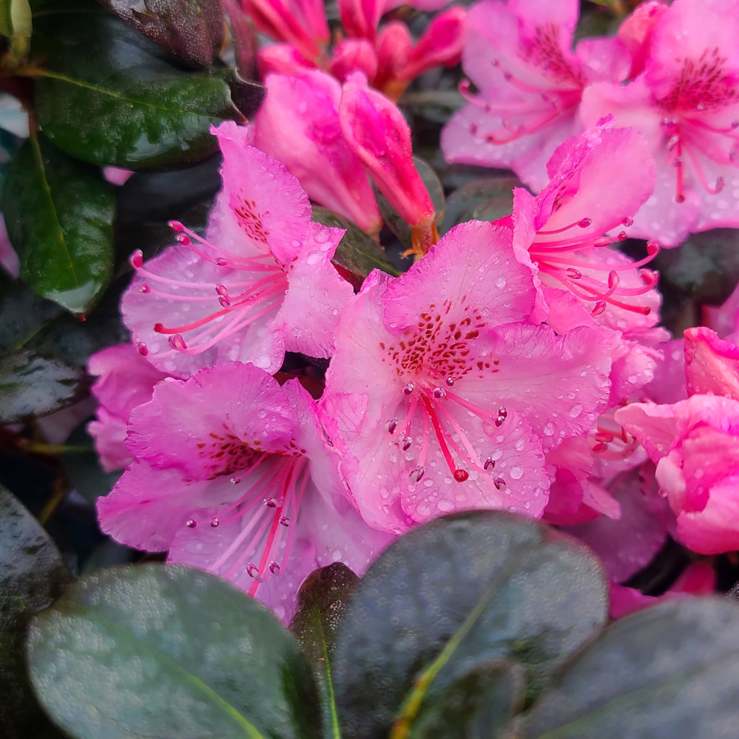 Rhododendron 'Bubblegum' - 5 gallon