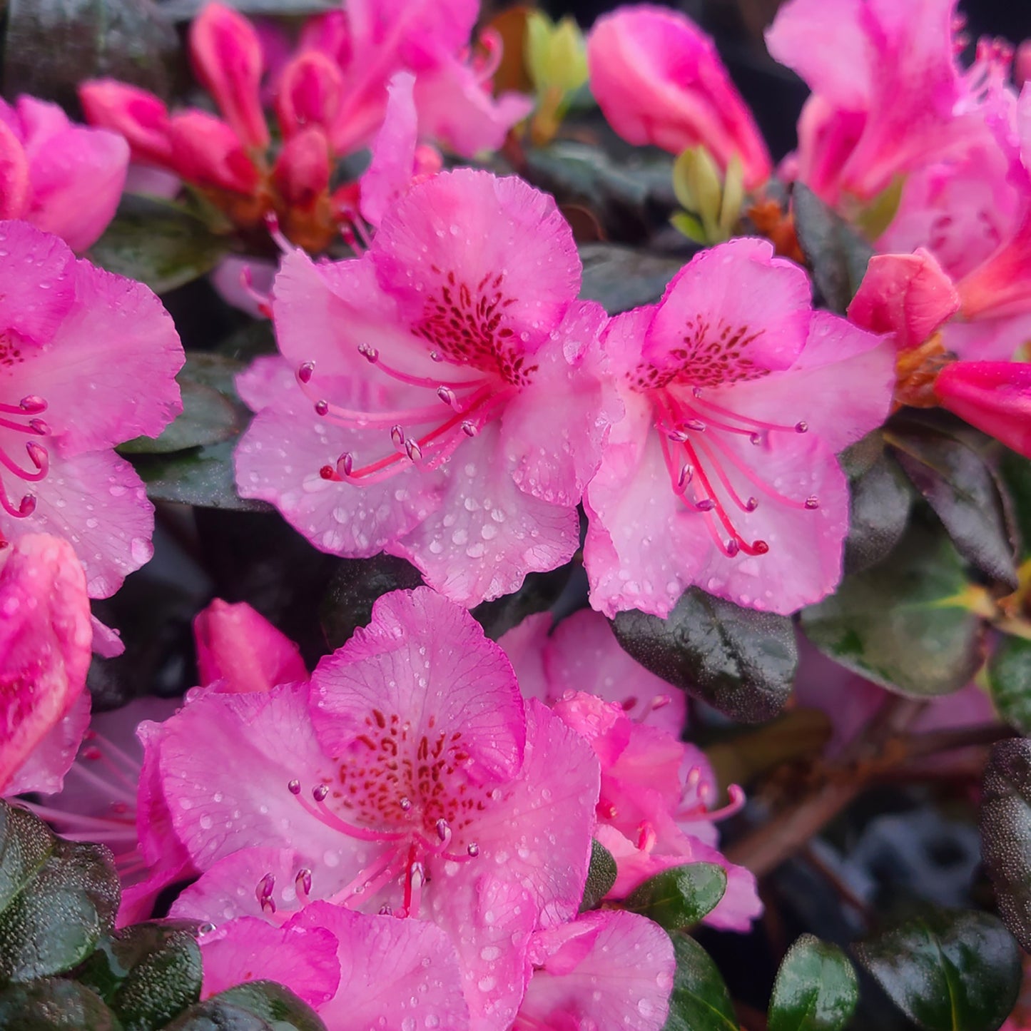 Rhododendron 'Bubblegum' - 5 gallon