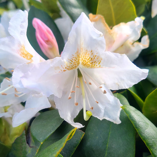 Rhododendron 'Cunningham's White' - 2 gallon