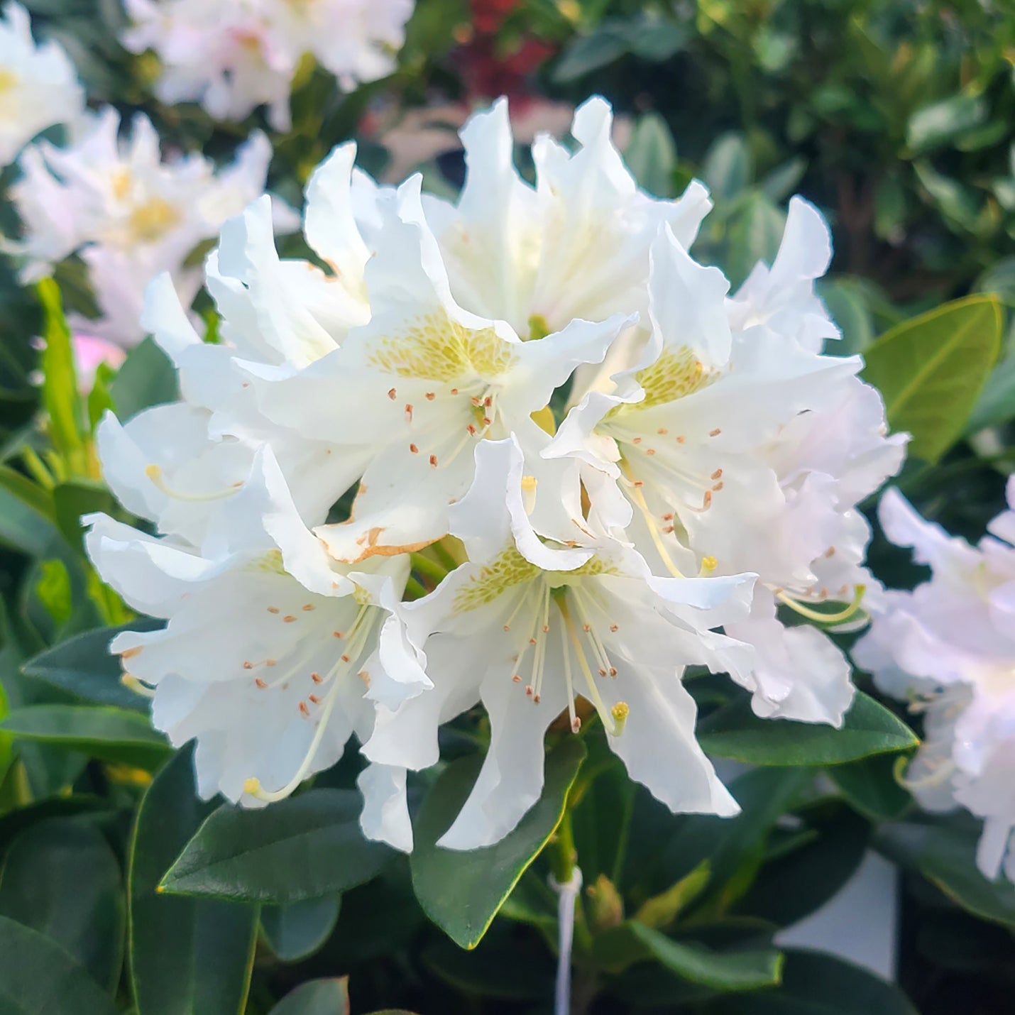 Rhododendron 'Cunningham's White' - 2 gallon