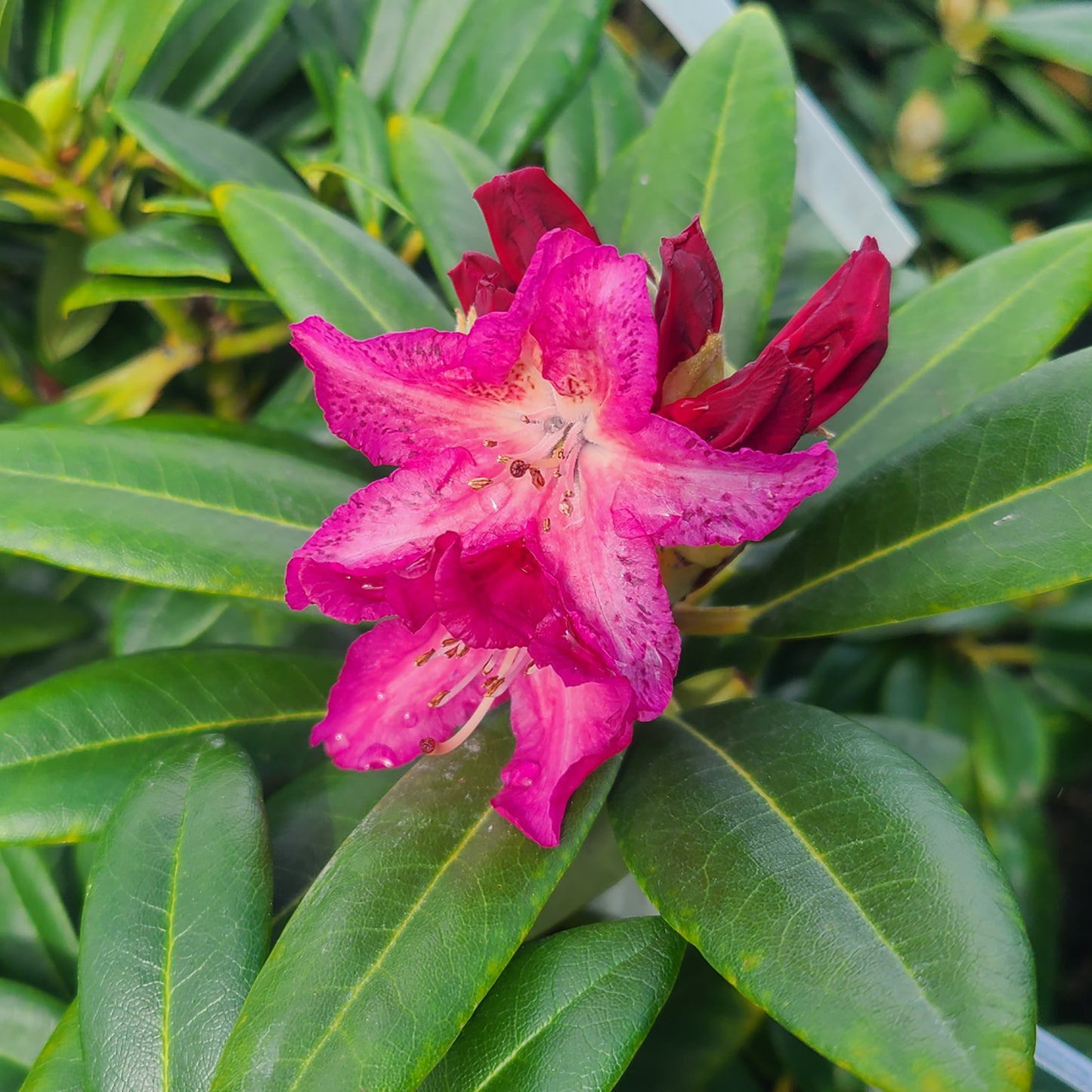Rhododendron 'Holden's Fuchsia' - 7 gallon