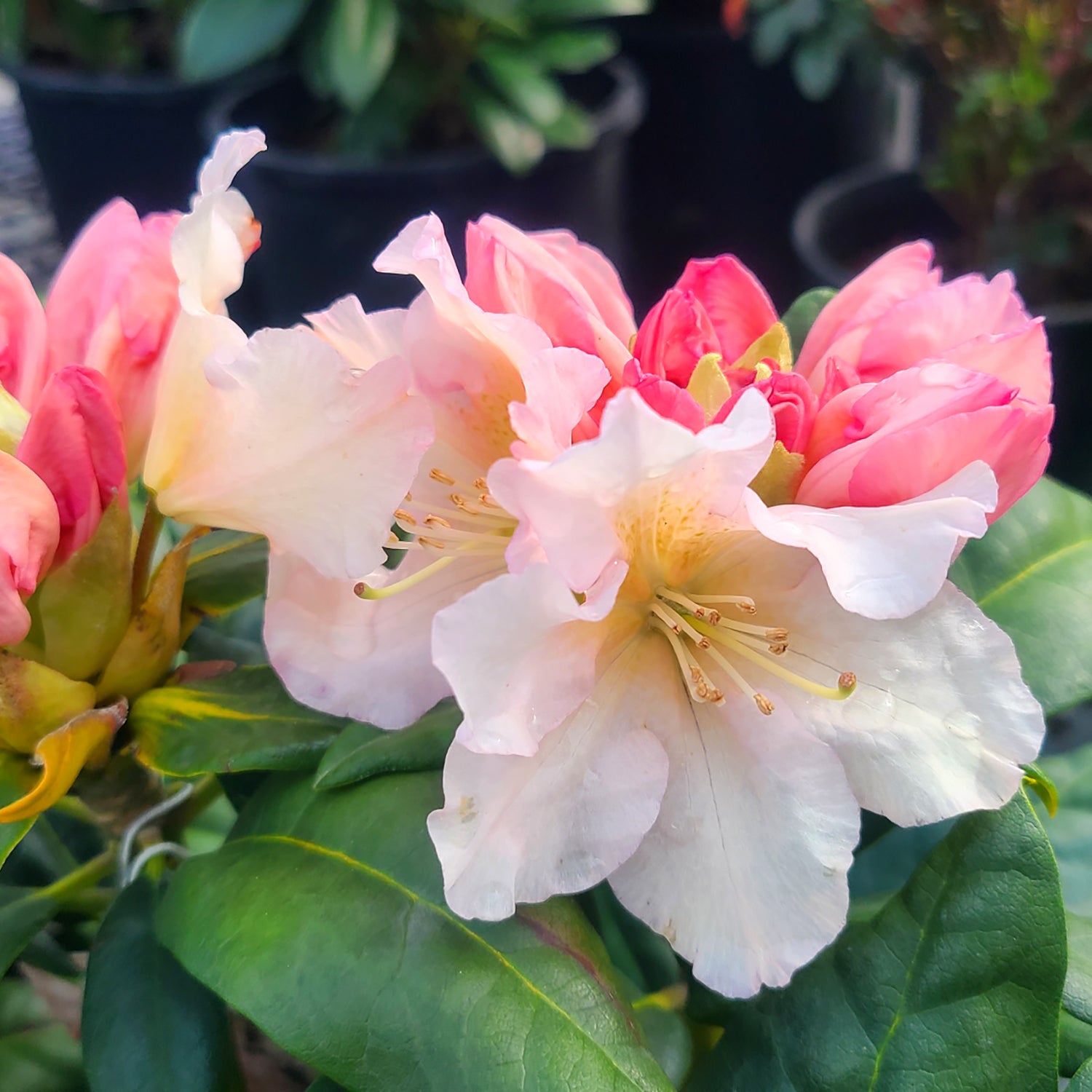 Rhododendron 'Holden's Peach' - 2 gallon – Farmington Gardens
