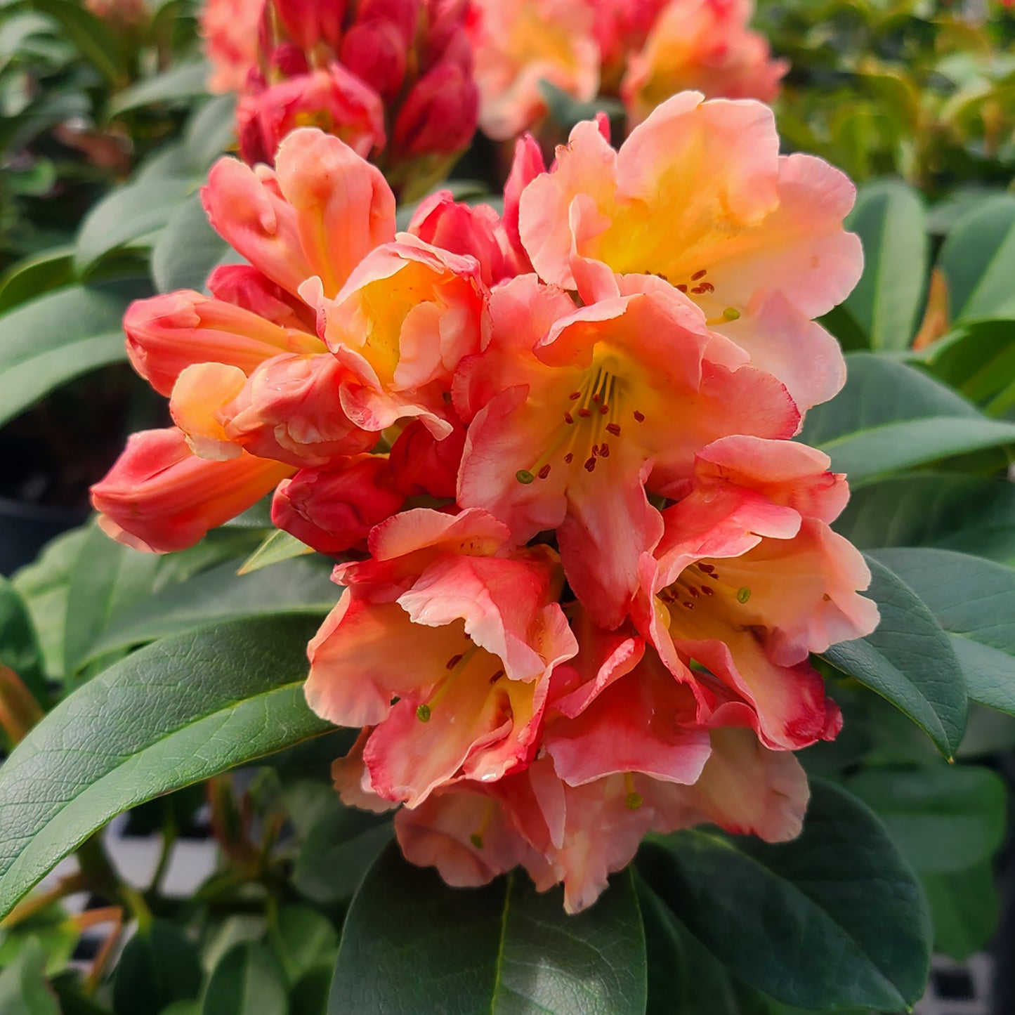 Rhododendron 'Honey Butter' - 2 gallon