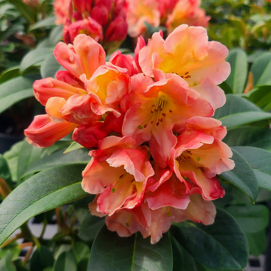 Rhododendron 'Honey Butter' - 2 gallon