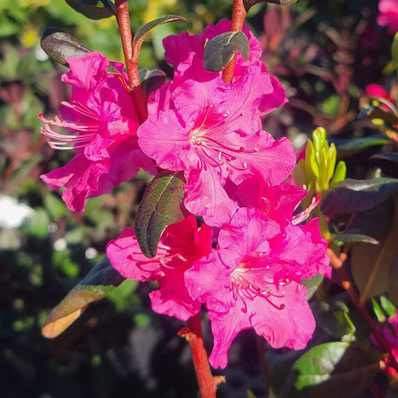 Rhododendron 'Landmark’ - 2 gallon