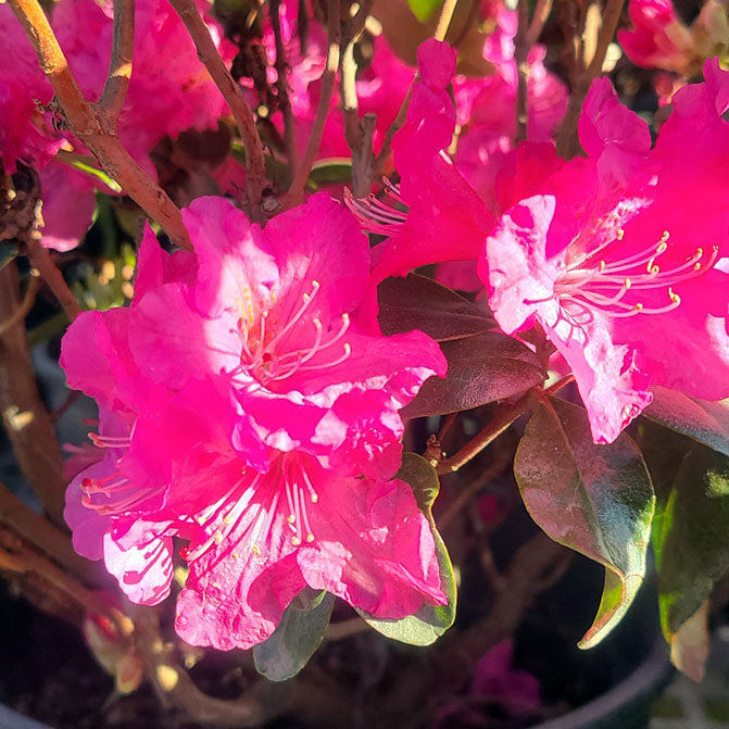 Rhododendron 'Landmark’ - 2 gallon