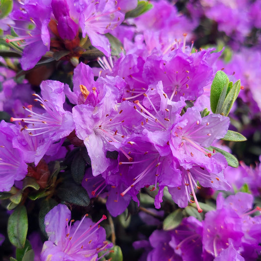 Rhododendron 'Ramapo' - 5 gallon