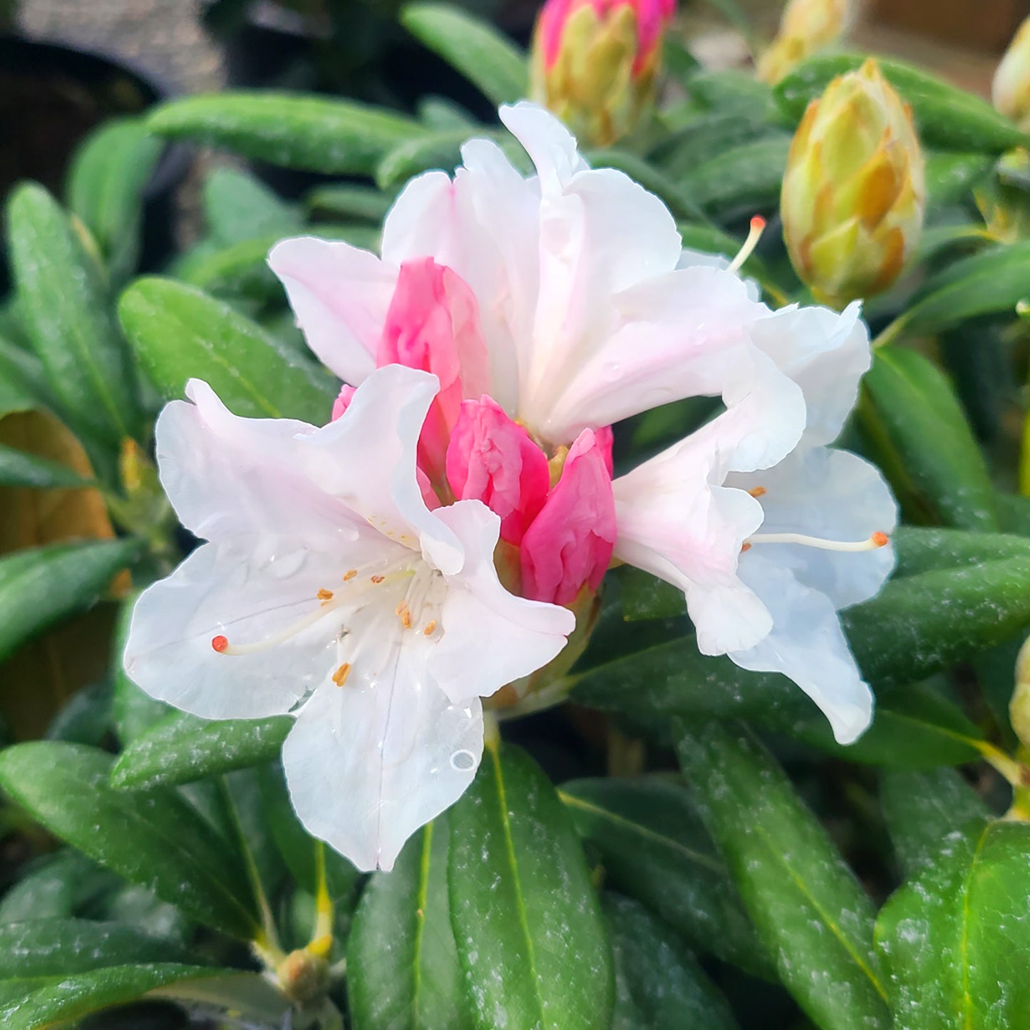 Rhododendron 'Yaku Princess' - 6 gallon