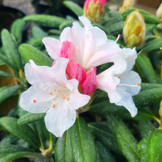 Rhododendron 'Yaku Princess' - 6 gallon