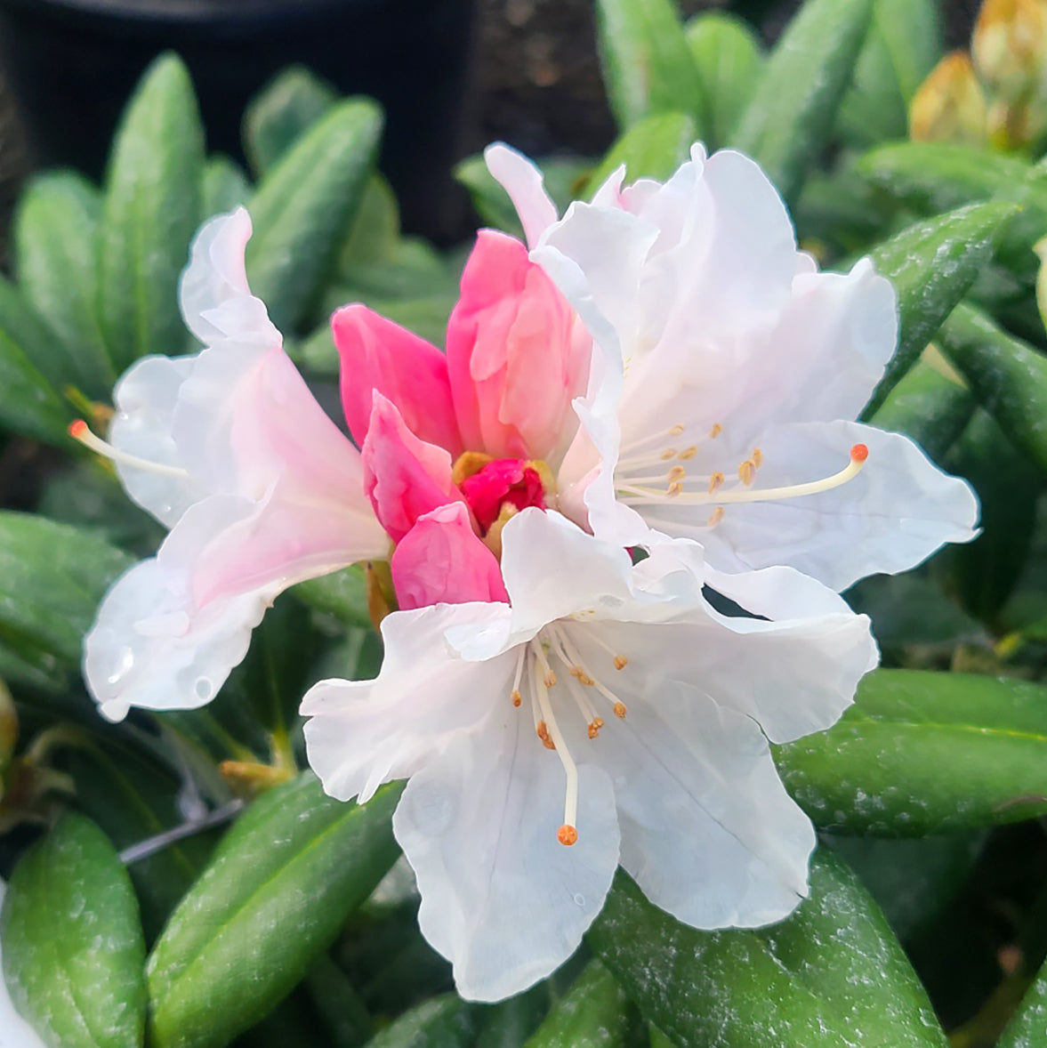 Rhododendron 'Yaku Princess' - 6 gallon
