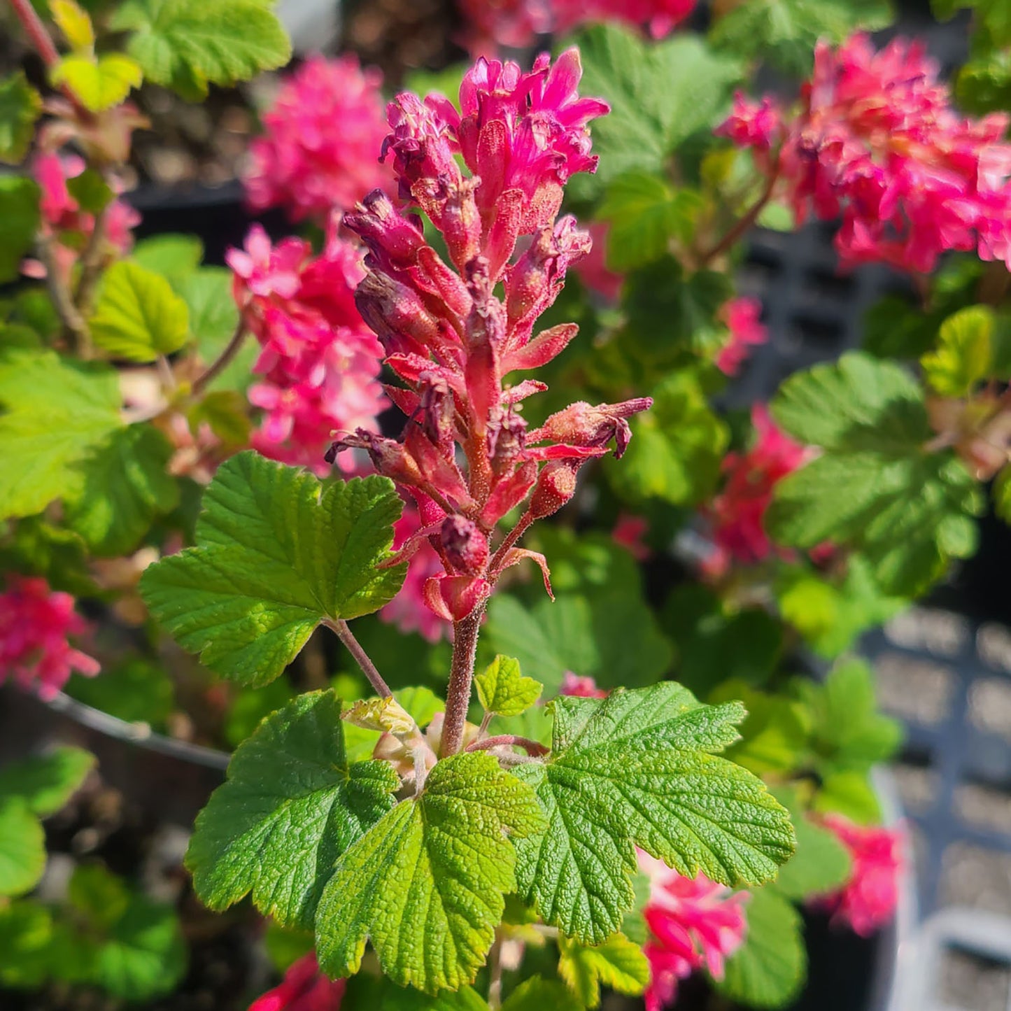 Ribes 'King Edward VII' - 5 gallon