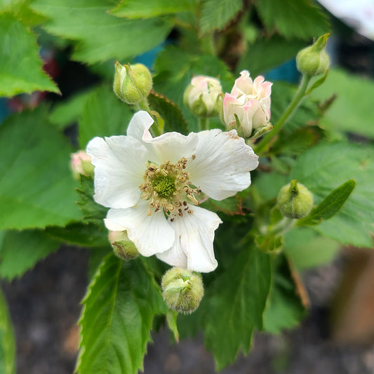 Rubus 'Baby Cakes' - 1 gallon