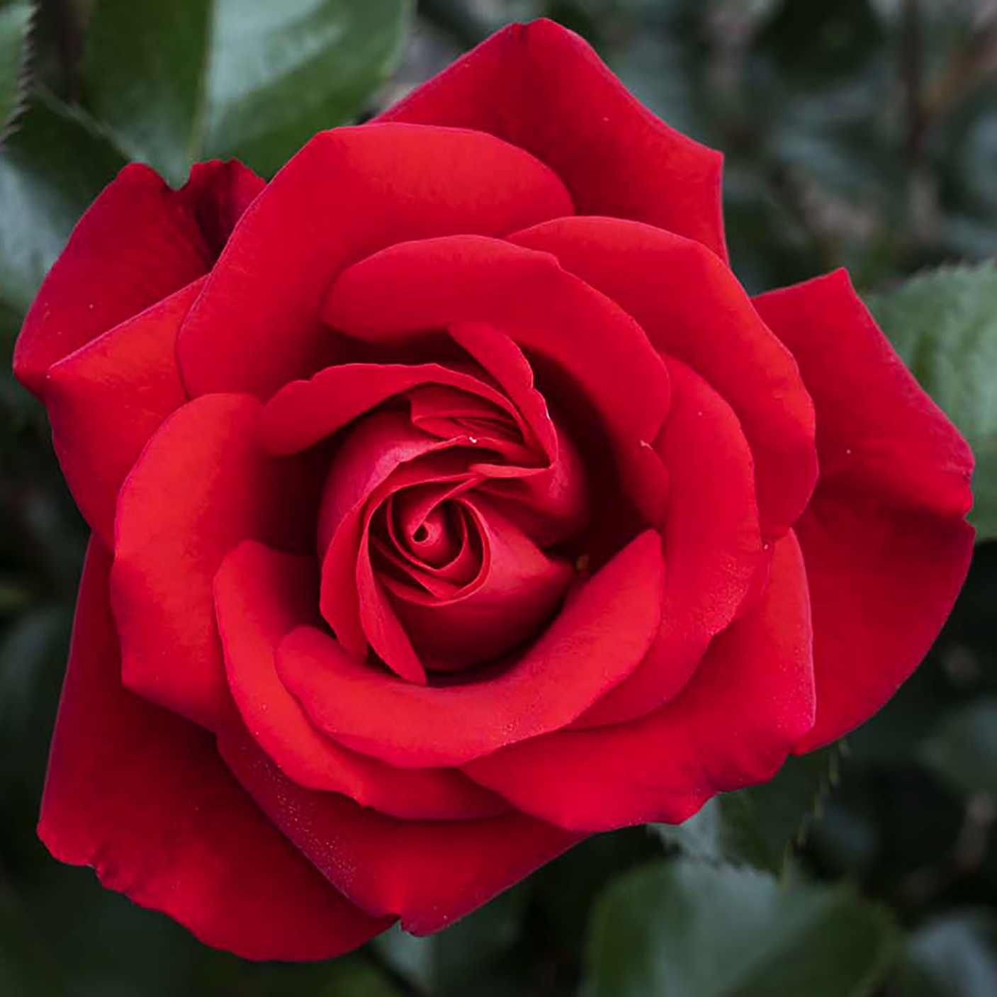 Rosa 'Ruby Red' GR - 3 gallon