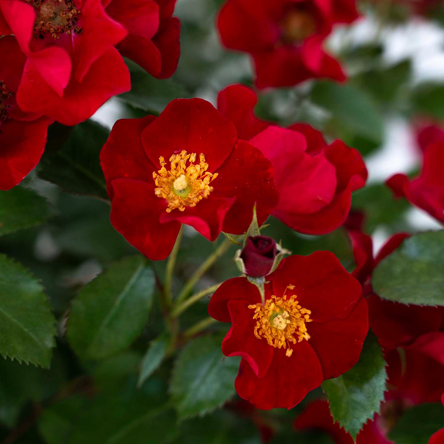 Rosa 'Scarlet Drift' GC - 3 gallon