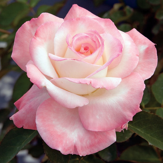 Secret™ Hybrid Tea Rose #3