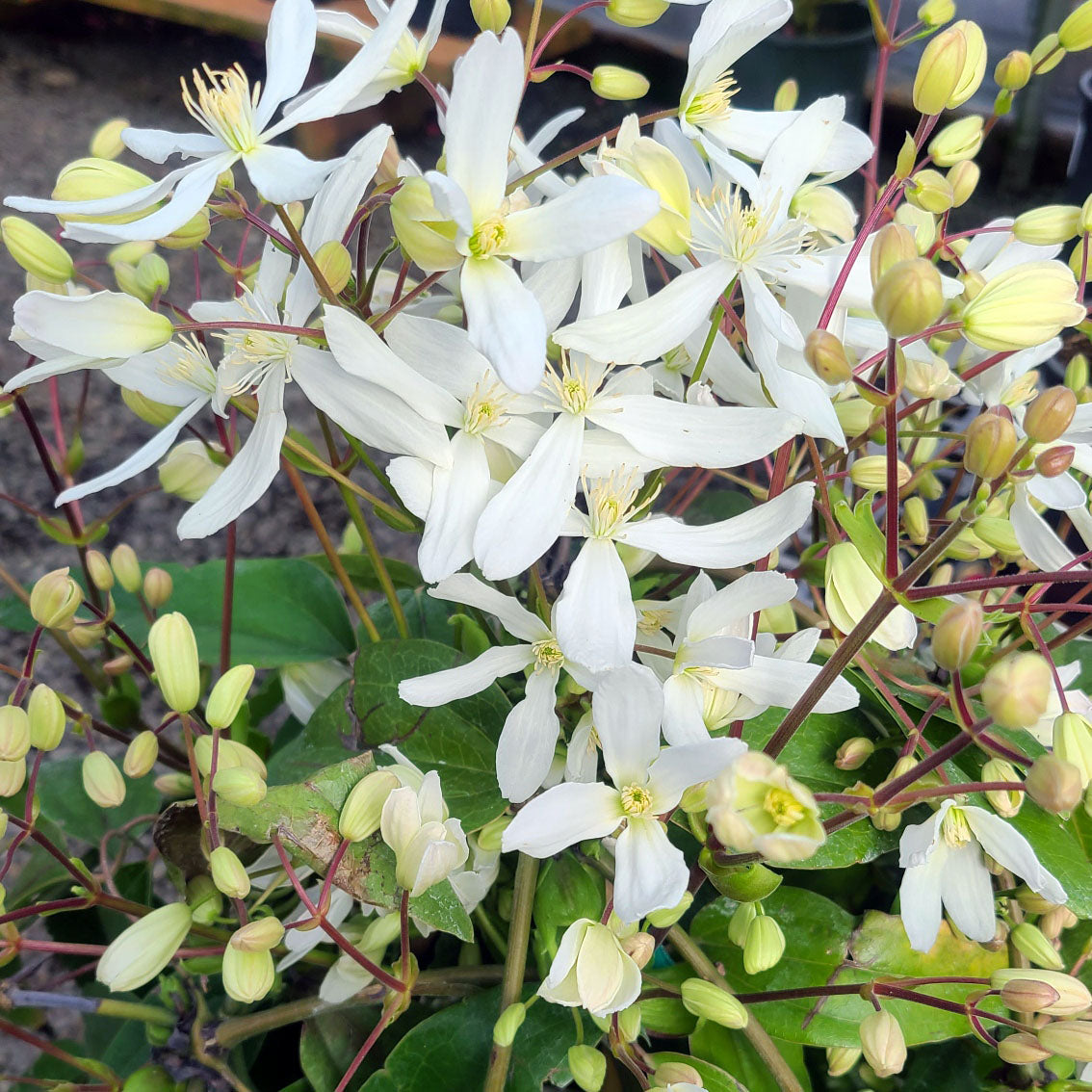 Star Jasmine - 1 gallon