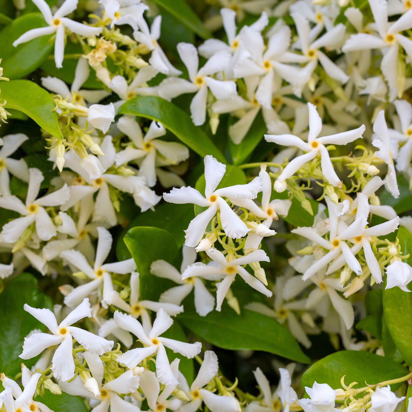 Star Jasmine - 1 gallon