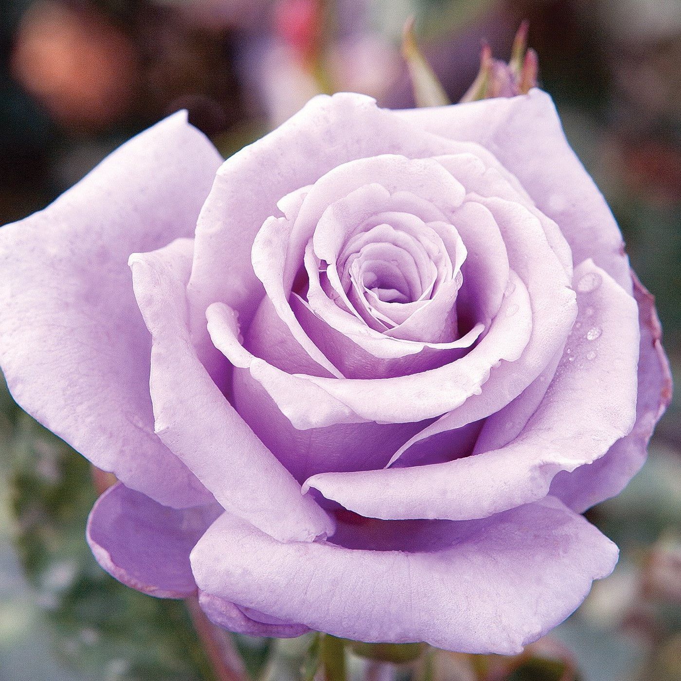 Rosa 'Sterling Silver' HT - 3 gallon
