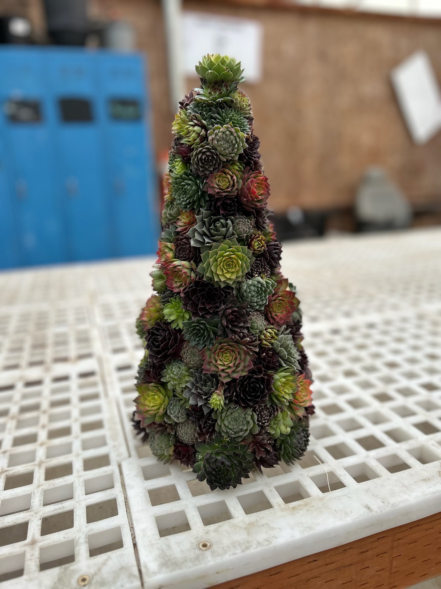 Holiday Succulent Tree Workshop - 11/16 @ 2PM