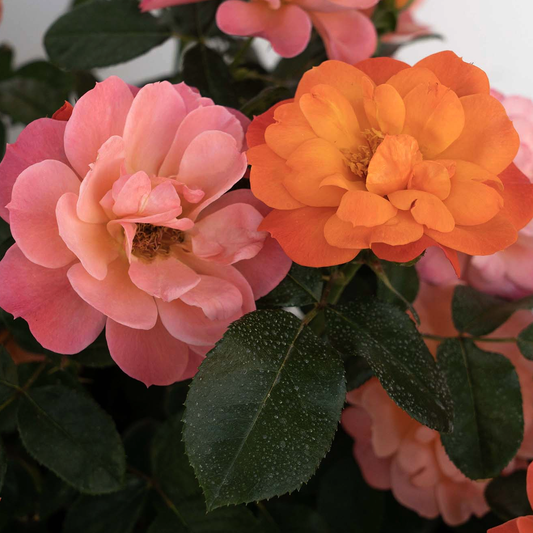 Rosa 'Sugar Candy' MN - 3 gallon